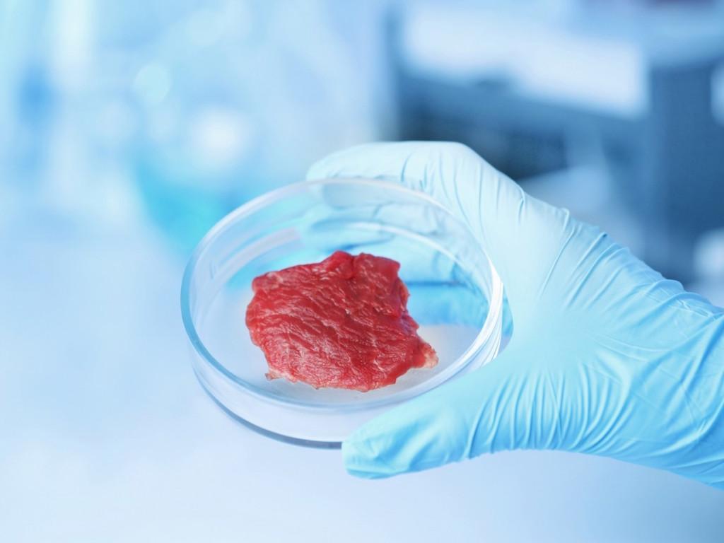 scientist with blue leather glove holding  lab-grown meat