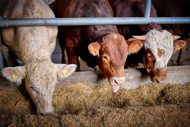 cow eating in a livestock farm