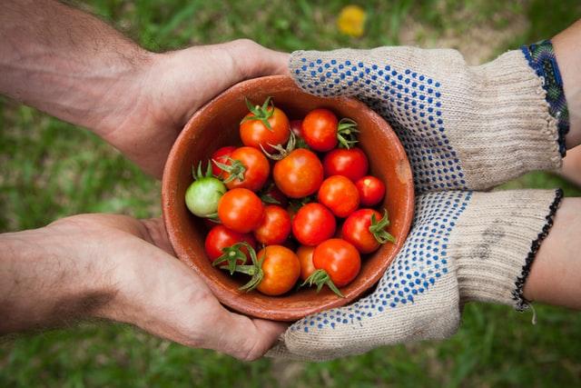 sharing a basket of tomato