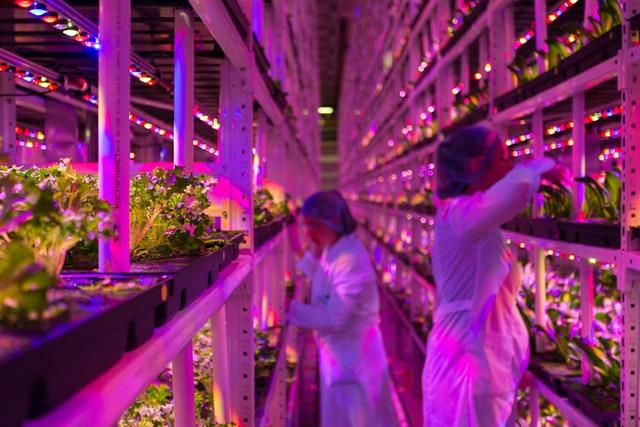 two scientist inspecting crop in shelves in a vertical farm