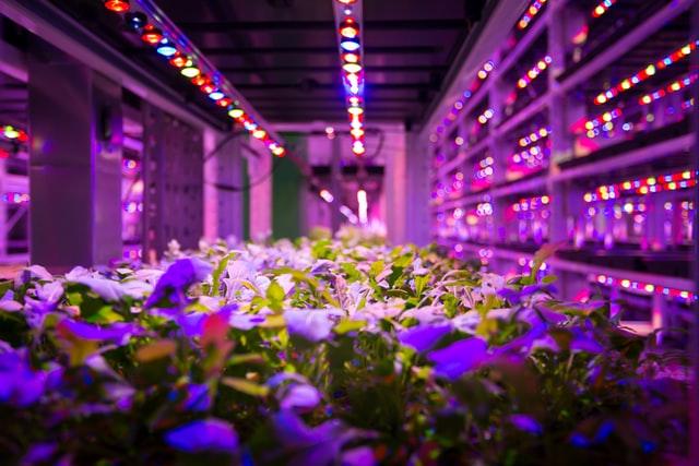 extremely controlled environment of vertical farms